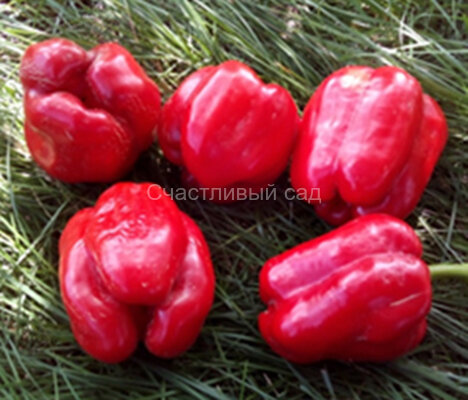 Перец Dolma Kandil Перец Dolma Kandil