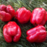 Перец Dolma Kandil Перец Dolma Kandil