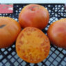 Sweet Ozark Orange (Сладкий апельсин Озарка)