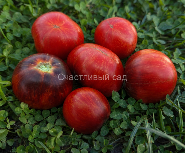 Dwarf Striped Balcan Tiger (Гном Полосатый Балканский Тигр)