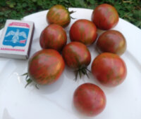 Kozula 130 (Fiolet Zebra Ciemna)