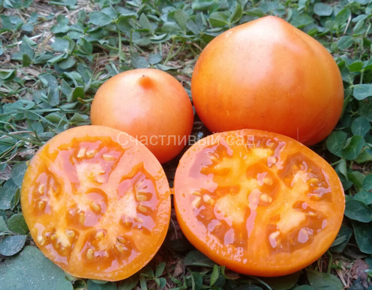 Канары желтые