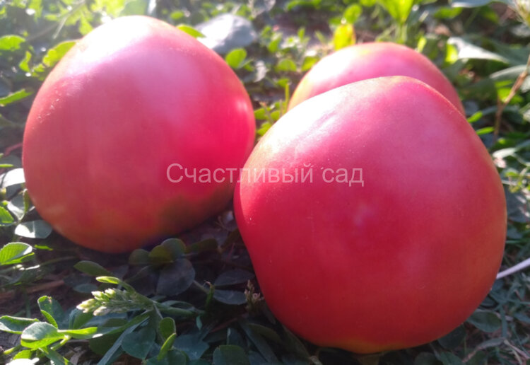 Коловый Коловый