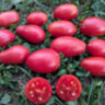 Розовый снег (Розовый изюм) Розовый снег (Розовый изюм)