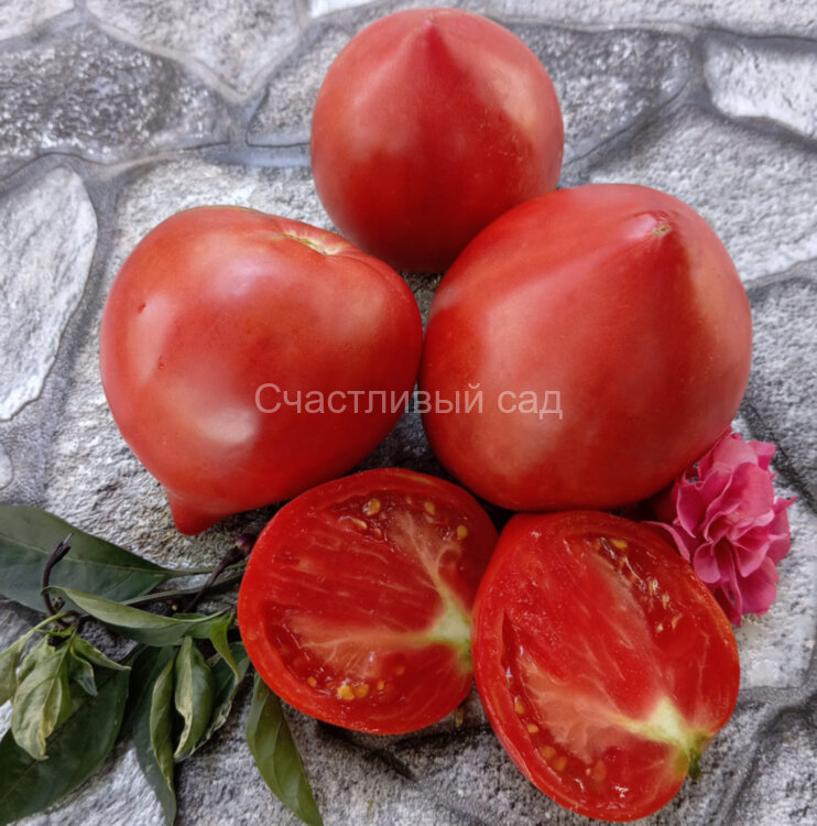 Sgt. Peppers Pink Version (Сержант Пеппер розовая версия)