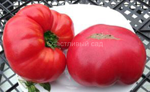 Henderson's Pink Ponderosa (Пондероса розовый Хендерсона) Henderson's Pink Ponderosa (Пондероса розовый Хендерсона)