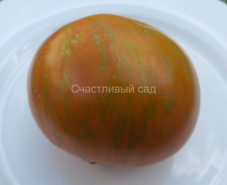Kozula 179 (Zebra Zolta) (Козула 179) Kozula 179 (Zebra Zolta) (Козула 179)