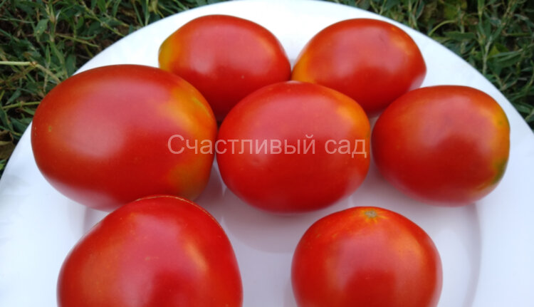 Подсинская лиана Подсинская лиана