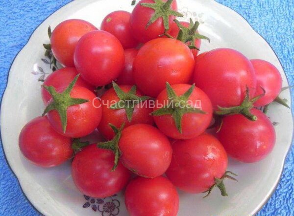Арктическая вишня Арктическая вишня