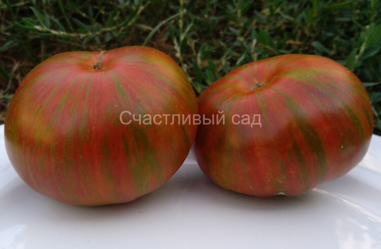 Green Target (Зеленая Мишень) Green Target (Зеленая Мишень)