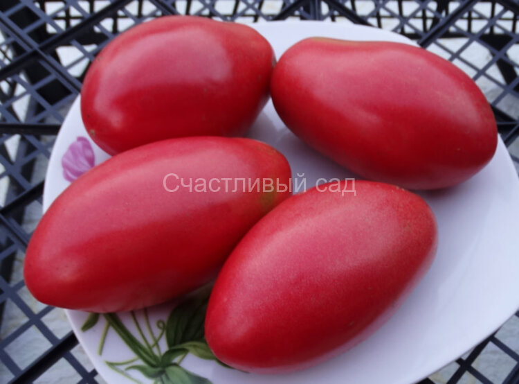 Марта Марта