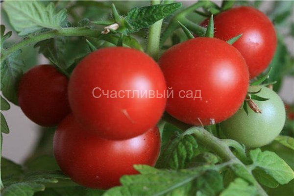 снегирь.jpg Снегирь