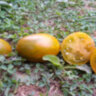 Dwarf Saucy Mary (Гном Дерзкая Мэри)