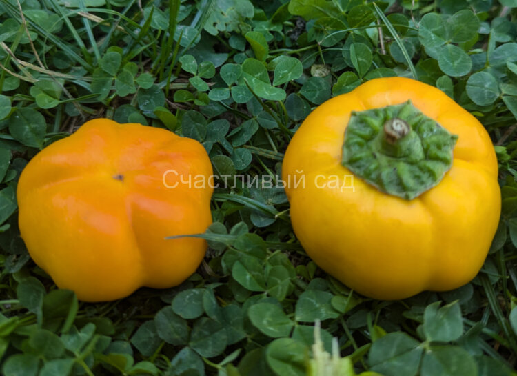 Перец Желтый цветочек Перец Желтый цветочек