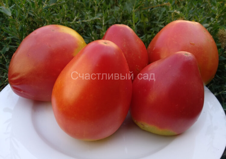 Бычье сердце гигантисимо Бычье сердце гигантисимо