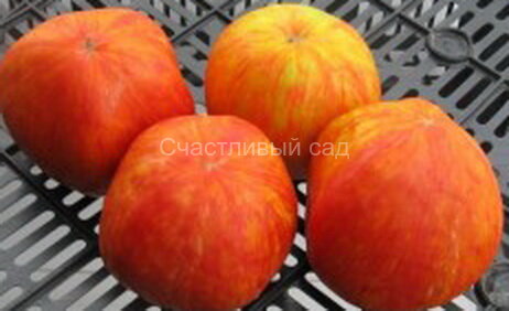 Пушистый красный кабан1.jpg . Пушистый красный кабан