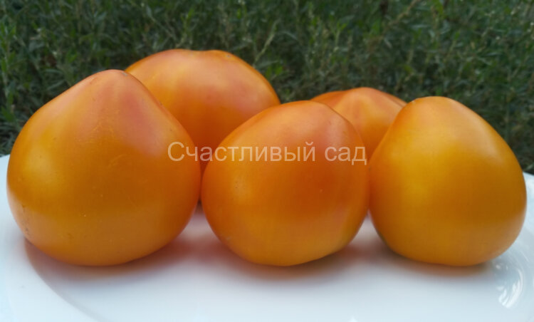 Гигант лимонный Гигант лимонный