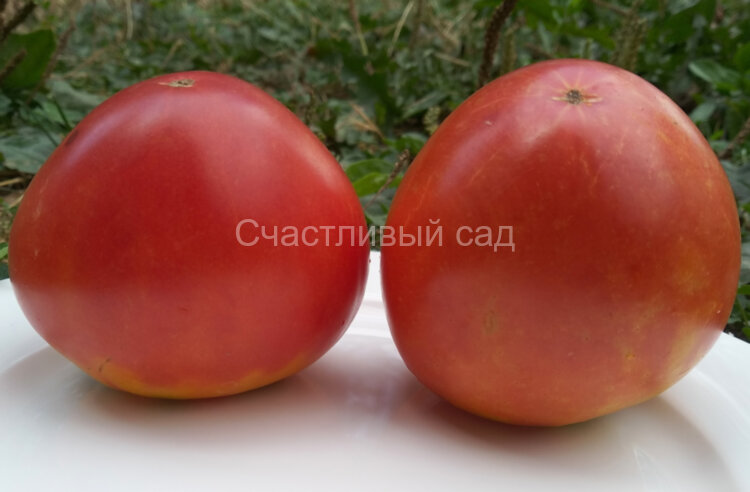 Бычье сердце Минусинское Бычье сердце Минусинское
