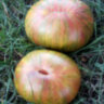 Pineapple zebra (Ананасная зебра) Pineapple zebra (Ананасная зебра)