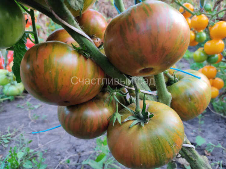 Dwarf Peppermint Stripes (Гном мятные полоски) Dwarf Peppermint Stripes (Гном мятные полоски)