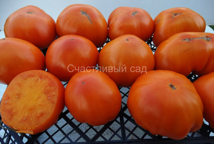 Граф Орлов (Orlov Yellow Giant) Граф Орлов (Orlov Yellow Giant)
