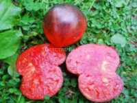 Пурпурное Яблоко (Purple Apple)