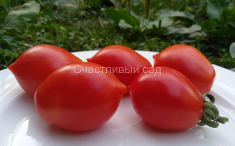 Professor Klapprotts Spitze (Пик Профессора Клэппротта) Professor Klapprotts Spitze (Пик Профессора Клэппротта)