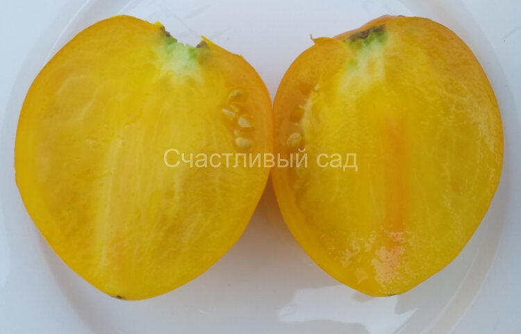 Желтый кардинал Желтый кардинал