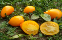 Dwarf Banana Toes (Гном банановые пальчики)