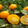 Dwarf Banana Toes (Гном банановые пальчики) Dwarf Banana Toes (Гном банановые пальчики)