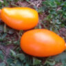 Dwarf Banana Toes (Гном банановые пальчики) Dwarf Banana Toes (Гном банановые пальчики)