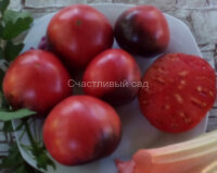 KAS 21\2 (КАС 21\2)