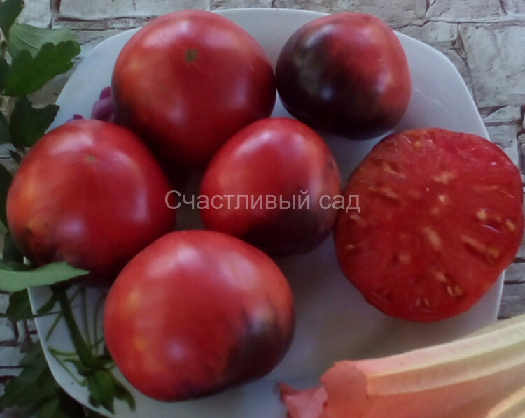 KAS 21\2 (КАС 21\2) KAS 21\2 (КАС 21\2)