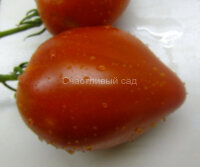 Очень сердечный (Ochen Herz)