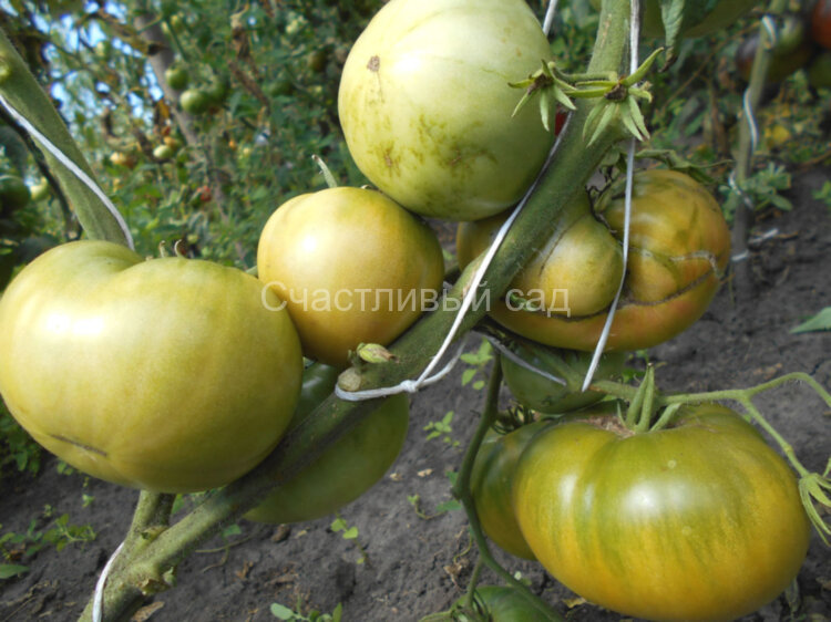 Немецкий зеленый тети Руби (Aun't Ruby's German Green) Немецкий зеленый тети Руби (Aun't Ruby's German Green)