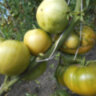 Немецкий зеленый тети Руби (Aun't Ruby's German Green) Немецкий зеленый тети Руби (Aun't Ruby's German Green)