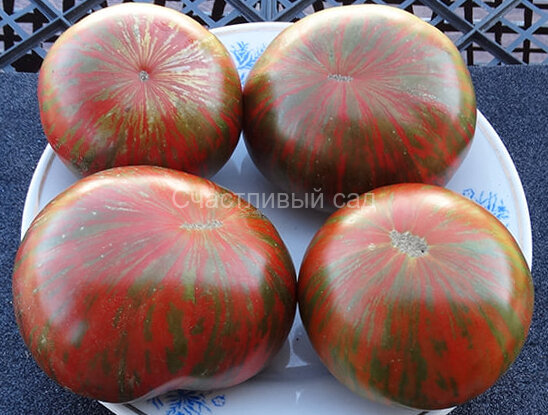 Siegel's Dark Stripes (Темные полосы Сигеля) Siegel's Dark Stripes (Темные полосы Сигеля)