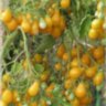 Sweet Beverley (Сладкий Беверли) (Тип мультифлора) Sweet Beverley (Сладкий Беверли) (Тип мультифлора)