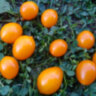 Sweet Beverley (Сладкий Беверли) (Тип мультифлора) Sweet Beverley (Сладкий Беверли) (Тип мультифлора)