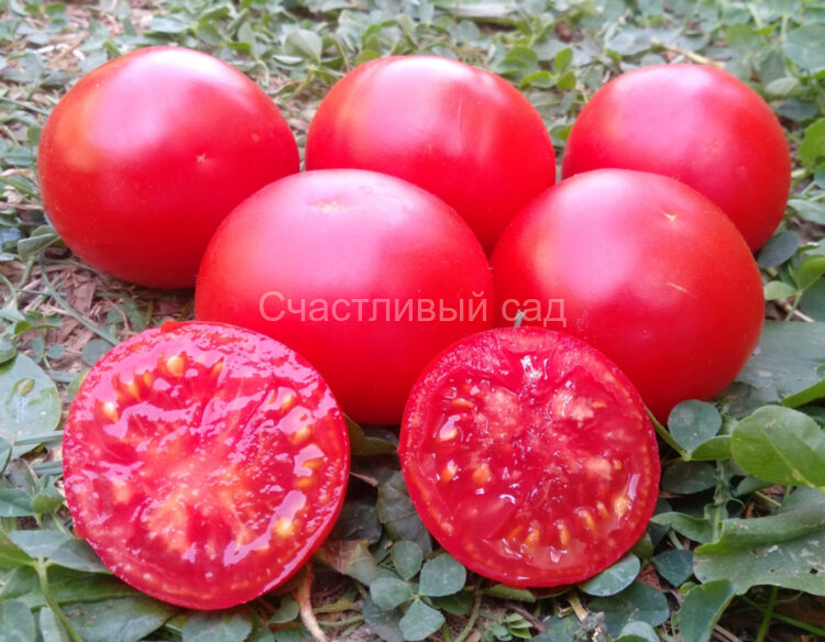 Подснежник Подснежник