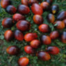 Black kumquat (Черный кумкват)
