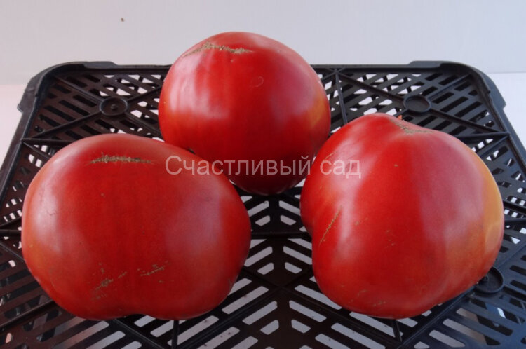 Добрый молодец
