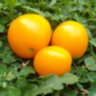 Dwarf Moby's сherry (Гном вишня Моби) Dwarf Moby's сherry (Гном вишня Моби)