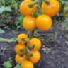 Dwarf Moby's сherry (Гном вишня Моби) Dwarf Moby's сherry (Гном вишня Моби)