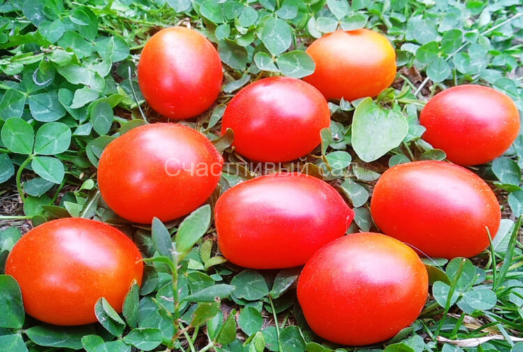 Gardener’s Sweetheart (Возлюбленная садовника) Gardener’s Sweetheart (Возлюбленная садовника)