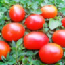 Gardener’s Sweetheart (Возлюбленная садовника) Gardener’s Sweetheart (Возлюбленная садовника)