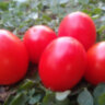 Gardener’s Sweetheart (Возлюбленная садовника) Gardener’s Sweetheart (Возлюбленная садовника)
