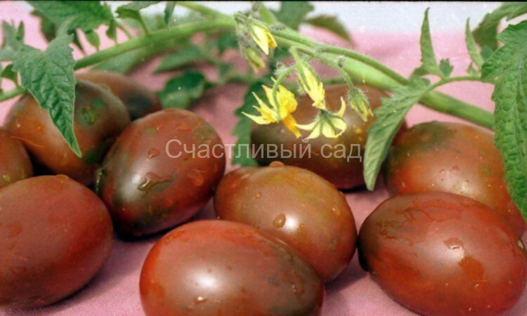 Черная слива Черная слива