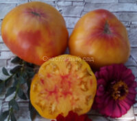Chupa Chups Bicolor (Чупа Чупс биколор)