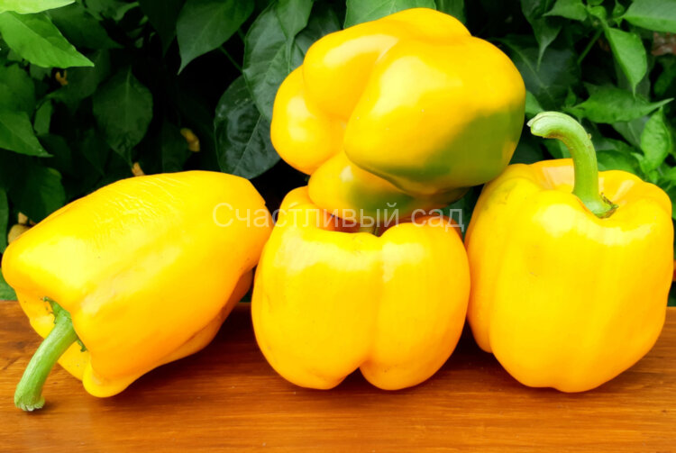 Перец Giant Ozark Yellow (Гигант Озарк Жёлтый) Перец Giant Ozark Yellow (Гигант Озарк Жёлтый)